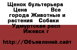 Щенок бультерьера › Цена ­ 35 000 - Все города Животные и растения » Собаки   . Удмуртская респ.,Ижевск г.